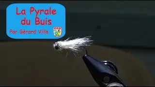 N°79 - La Pyrale du Buis, par Gérard Villa 11 Juin 2019