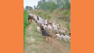 Intelligent Dog Help Owner |  Smart Dog Help Owner