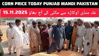 Maize rate today okara // okara mandi live maki rate // maize price grain market okara 15.11.2025