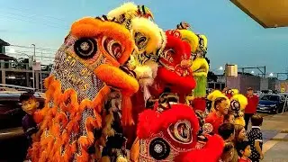 🇦🇺 Lion Dance Cabramatta Iron Chef - THQ