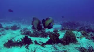 Cozumel BLUEProject 2017