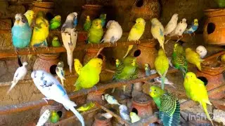 Happy Budgies singing sounds video | Beautiful Budgies aviary video | Beautiful Budgies video