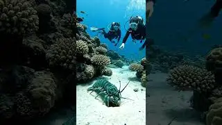 Giant Mantis Shrimp Spotted by Divers! 🦐😱 Incredible Underwater Discovery! #shorts #underwater