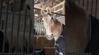 Драматическая лошадь#лошадь#животное#смешноеживотное #смешнаялошадь#fyp