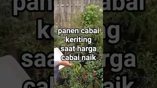 panen cabai keriting saat harga cabai naik #panen #panencabai #cabaikeriting #cabai #fyp