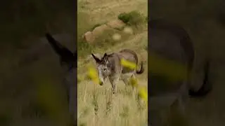 Begging burros in #custerstatepark #southdakota #travel #vacationgoals