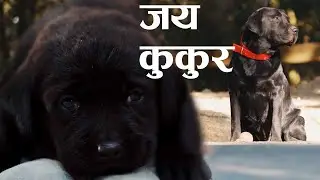 Jay Kukur - New Nepali Song - Social Message Song - Prabin Bajracharya
