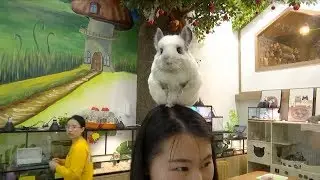 'Pet Paradise' attracts tourists in Shanghai