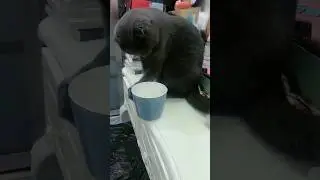 Cats r always mischievous #cat #cats #catfunny #cute #smartcat #catvideos #smartkitty #smartmeow