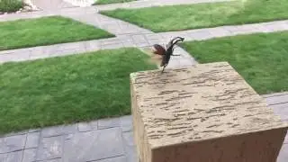 Flying stag-beetle slow motion