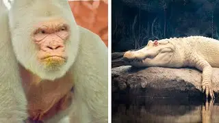 9 RAREST Completely White Animals In The World!