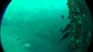 grunter on container.mov