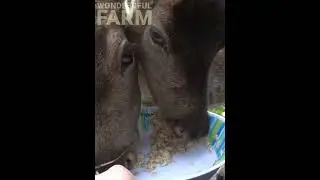 Deer gobbling up oatmeal ASMR