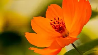 Beautiful #flowers || #Lightroom Editing || #PicsArt flower Editing || #YouTube shorts || #Instagram