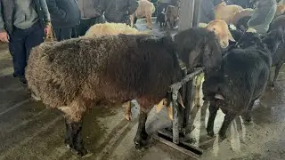 TOSHKENT VILOYATI BOʻSTONLIQ TUMANI PLATINA QOʻY BOZORI YAKSHANBA 01.02.2026