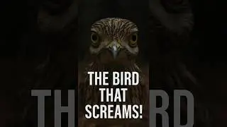 Creepiest Night Bird Sound &ndash; Bush Stone‑Curlew Cry for ASMR & Relaxation | No Music