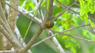 32 01 Wedge billed Woodcreeper