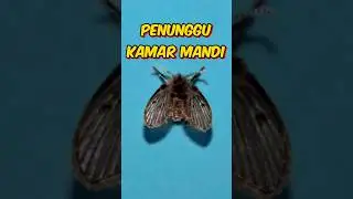 Lalat Kamar Mandi: Kecil, Tapi Menjijikkan! 😰🤢🪱🐛 #shorts #foryou #animals #drainfly #fly
