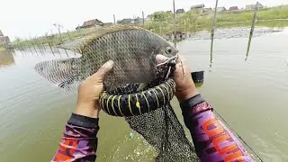 Mancing Nila Demak. Titik potensial Nila Babon ‼️