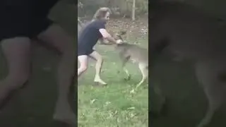 ❤️  DEER ATTACK ❤️❤️  #deerattack #wilddeer  #bravedeer #braveman