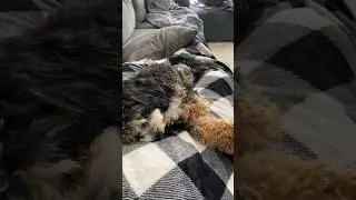 Sleepy Cavapoo Puppy Loki
