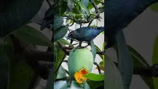 Birding in Singapore #birds #shorts #apexel12x50 #memburung