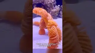 Are you know about Sea pen😱#seapen#sea