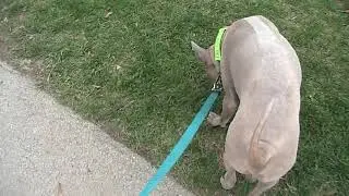 VTG Canon FS100  cool camcorder/made in Japan/small size + My Thai Ridgeback dog :)