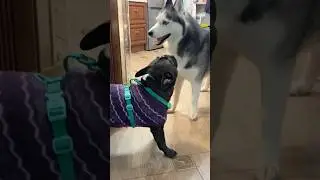 Бароша пришел добиваться расположения Лакуши Эдуардовны ❤️🥹