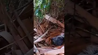 Heartwarming Moment Greater Coucal Feeding Its Hungry Chick in the Nest ✅9