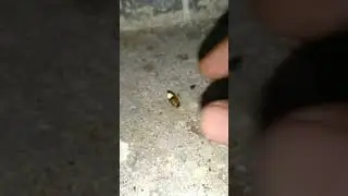 Fireflies glowing light in night time. #firefly #glowing #insect #shorts