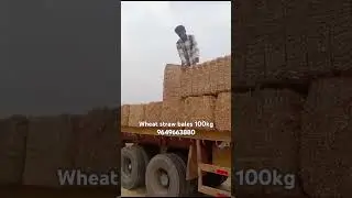 Wheat straw bales 100kg #animalfeeding #hay #wheatstraw #trending #agriculture #farming #machine