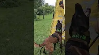 Insanely High Drive Belgian Malinois Protection Training