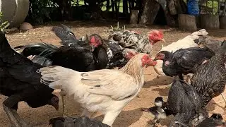 Cute Pet Chickens Living in a Cozy Hut 🐔 | Backyard Chicken Life. #PetChickens #BackyardChickens
