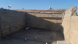 اليوم الارفل طشرت وائدبت😂🕊الي مايشوف الفديو عمره خساره