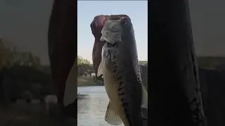 POST FREZA DEL BLACK BASS MEJORES SE&Ntilde;UELOS C&Oacute;MO CU&Aacute;NDO Y D&Oacute;NDE USARLOS#blackbassfishing#shorts#pesca