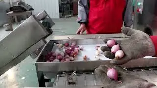 Automatic onion peeling root cutting machine commercial skin peeler top tail roots cutter machine
