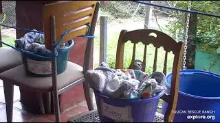 Rescued baby sloth Ziggy explores his chair!  😀  Recorded:  03/10/23