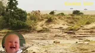 Hungry Lion Tries To Hunt Many Wildebeest 😱 | Animal Attack Video | 