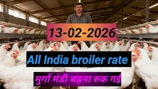 13-02-2026 poultry farm rate boiler rate murga mandi rate today poultry rate 
