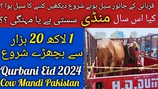 Sialkot Heavy Bulls In Cow Mandi Latest Rates Update 2024 | Cow Mandi 2024 | Pakistan Cow Mandi 2024