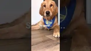 Dog Eats Entire Apple! #puppy #dog #cute #goldenretriever #eating #asmr #shorts #short #asmr