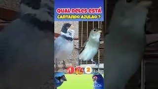 ESPETACULAR ! ESSE GOLINHA CANTANDO ! #golinha #passaros #bird