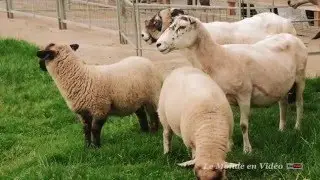 The Scottish Wool Centre, Aberfoyle village , Scotland