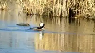 Amazing SEE Ducks Mating !
