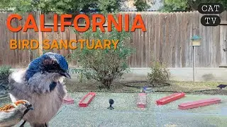 The Perfect Cat Window: A Quiet Look at California
