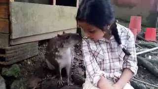 Paca, Lapa o Guartinaja Domesticada