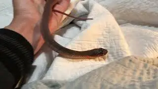 Interacting with my TAME pet water snake - Nerodia erythrogaster