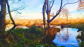 Walking Through Marshes & Forest🌿Natural Bird & Ducks Sounds-Relaxing Nature Ambience [4K] ENGLAND