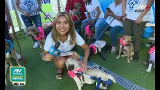 Adoptatón 2024 en Surco: Mascotas rescatadas buscan un nuevo hogar